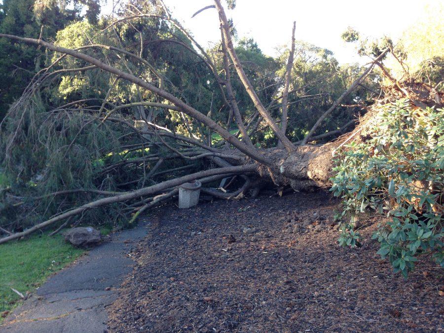 Major winds uproot Piedmont Park trees
