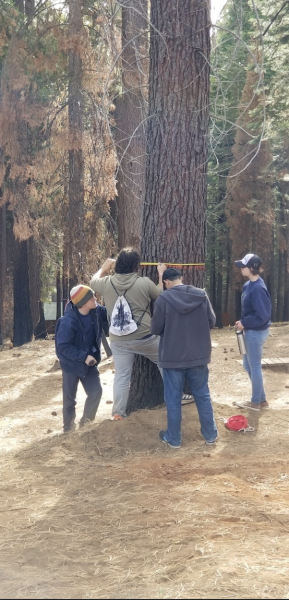 Students measure trees during the forestry challenge last year