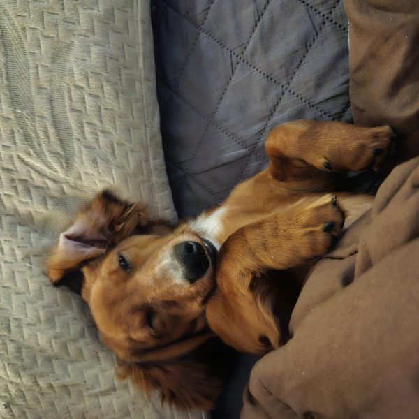 The 11 lb dashchund Otis Zamora.