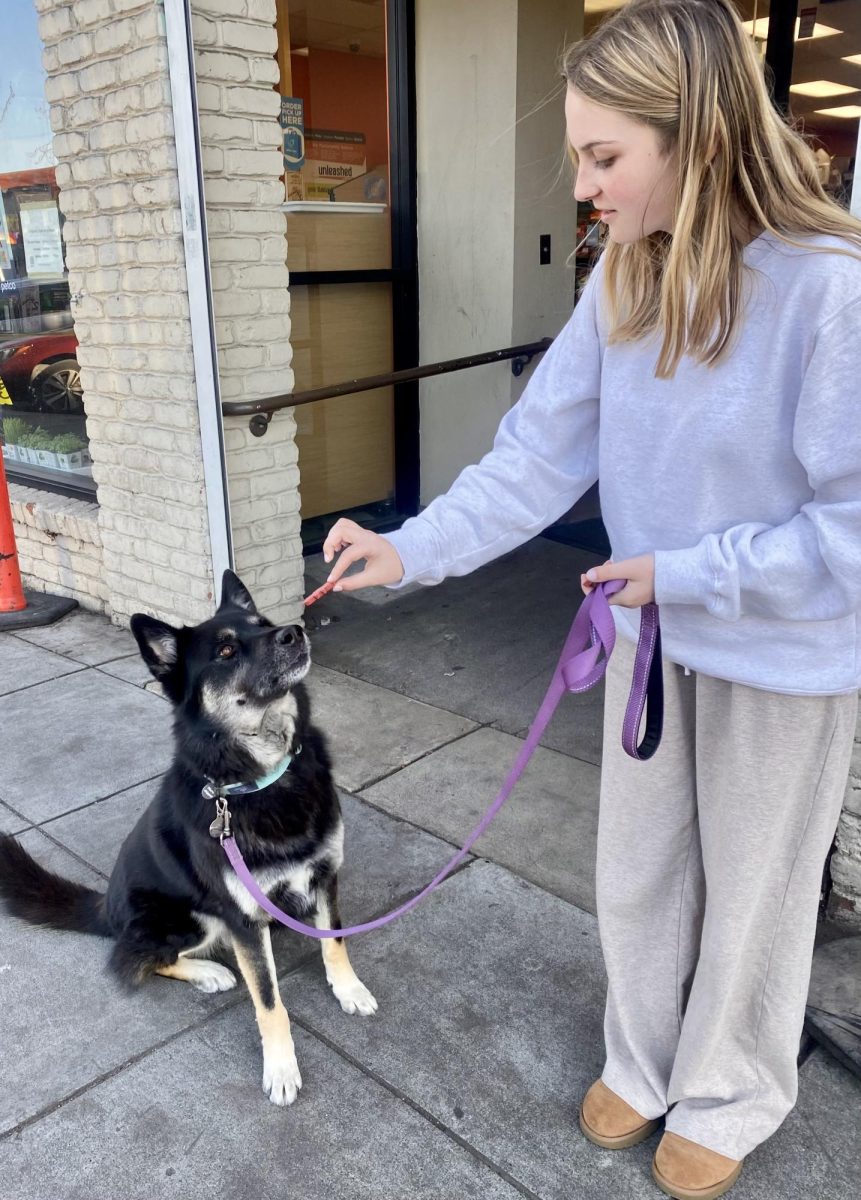Senior Mia Dare feeding one of the dogs she walks

